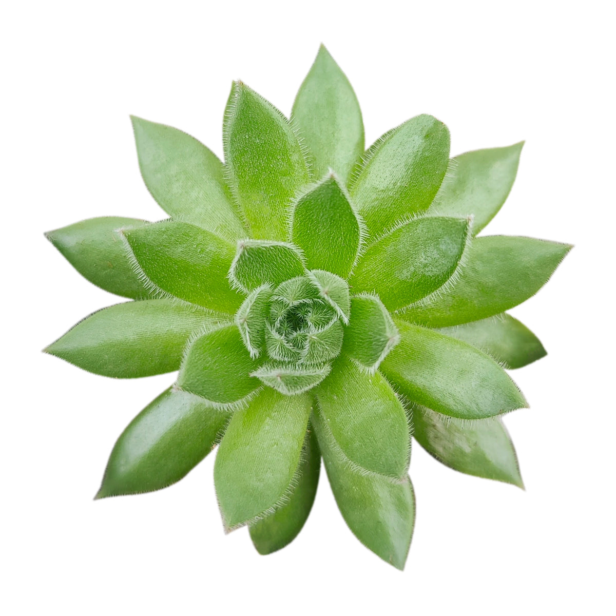 spring beauty succulent Sempervivum Spring Beauty 2 inch / Plastic Pot