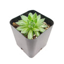 Sempervivum Spring Beauty for sale, indoor succulents, Rare succulents, monthly succulents, cactus, succulent care guide, succulents store in CA, succulent subscription, how to grow succulents, Sempervivum Spring Beauty in California, How to grow Sempervivum Spring Beauty, How to care sempervivum succulents for thanksgiving. indoor succulents.