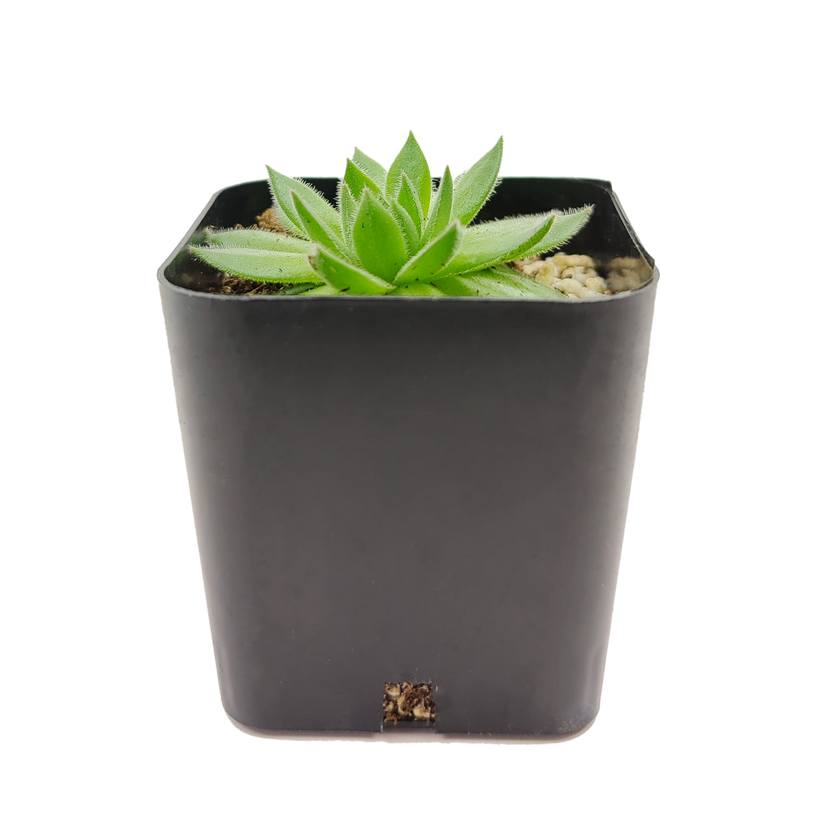 spring beauty succulent Sempervivum Spring Beauty 2 inch / Plastic Pot