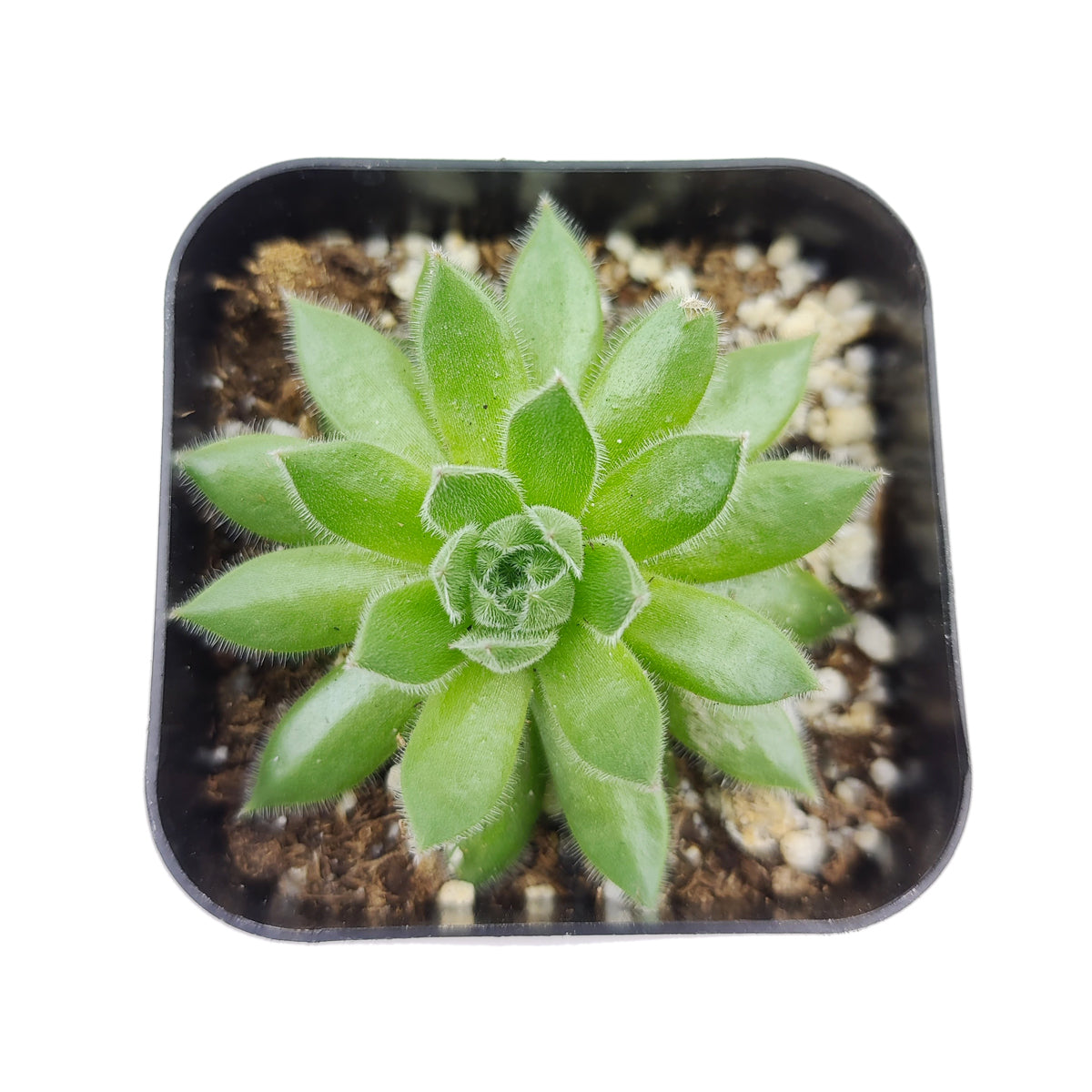 spring beauty succulent Sempervivum Spring Beauty 2 inch / Plastic Pot