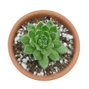 Sempervivum Spring Beauty for sale, indoor succulents, Rare succulents, monthly succulents, cactus, succulent care guide, succulents store in CA, succulent subscription, how to grow succulents, Sempervivum Spring Beauty in California, How to grow Sempervivum Spring Beauty, How to care sempervivum succulents for thanksgiving. indoor succulents.