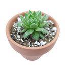 Sempervivum Spring Beauty for sale, indoor succulents, Rare succulents, monthly succulents, cactus, succulent care guide, succulents store in CA, succulent subscription, how to grow succulents, Sempervivum Spring Beauty in California, How to grow Sempervivum Spring Beauty, How to care sempervivum succulents for thanksgiving. indoor succulents.