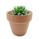 Sempervivum Spring Beauty for sale, indoor succulents, Rare succulents, monthly succulents, cactus, succulent care guide, succulents store in CA, succulent subscription, how to grow succulents, Sempervivum Spring Beauty in California, How to grow Sempervivum Spring Beauty, How to care sempervivum succulents for thanksgiving. indoor succulents.