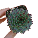 succulent plant, how to grow succulents, Succulents, succulents shop in California, succulent care guide, indoor succulents, Succulents shop near me, sempervivum calcareum in California, How to grow sempervivum calcareum, indoor succulents