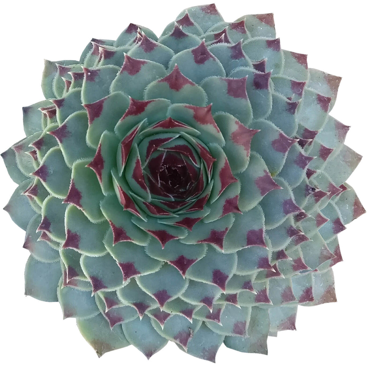 sempervivum calcareum for sale, succulent subscription, succulent plant, how to grow succulents, Succulents, succulents shop in California, succulent care guide, indoor succulents, Succulents shop near me, sempervivum calcareum in California, How to grow sempervivum calcareum, indoor succulents