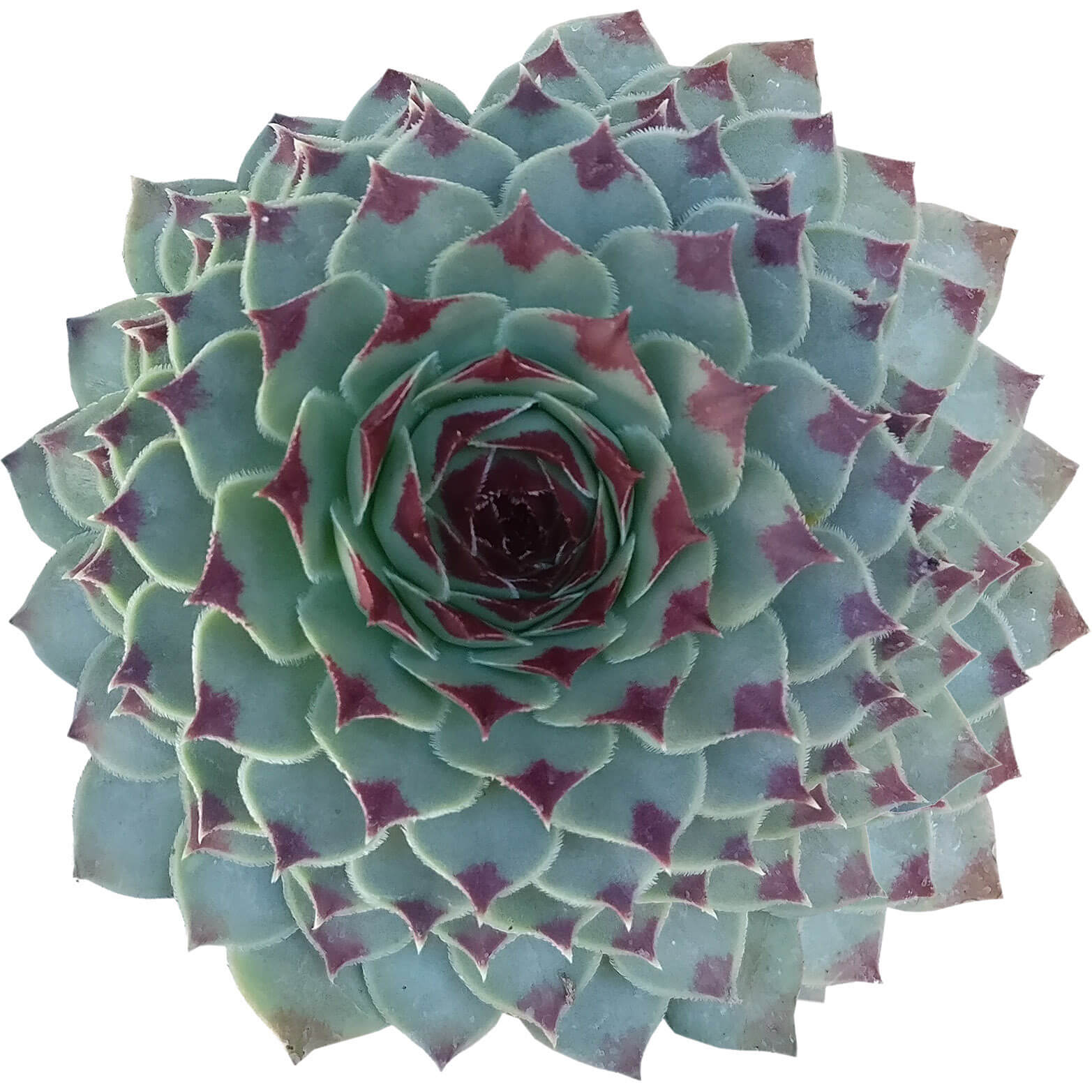 amazon succulents for sale Sempervivum Calcareum