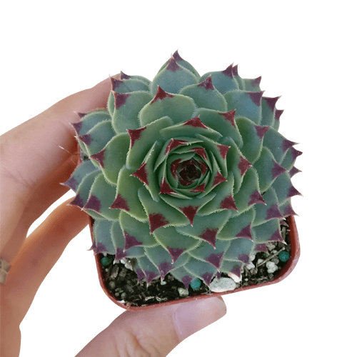 live succulents near me Sempervivum Calcareum
