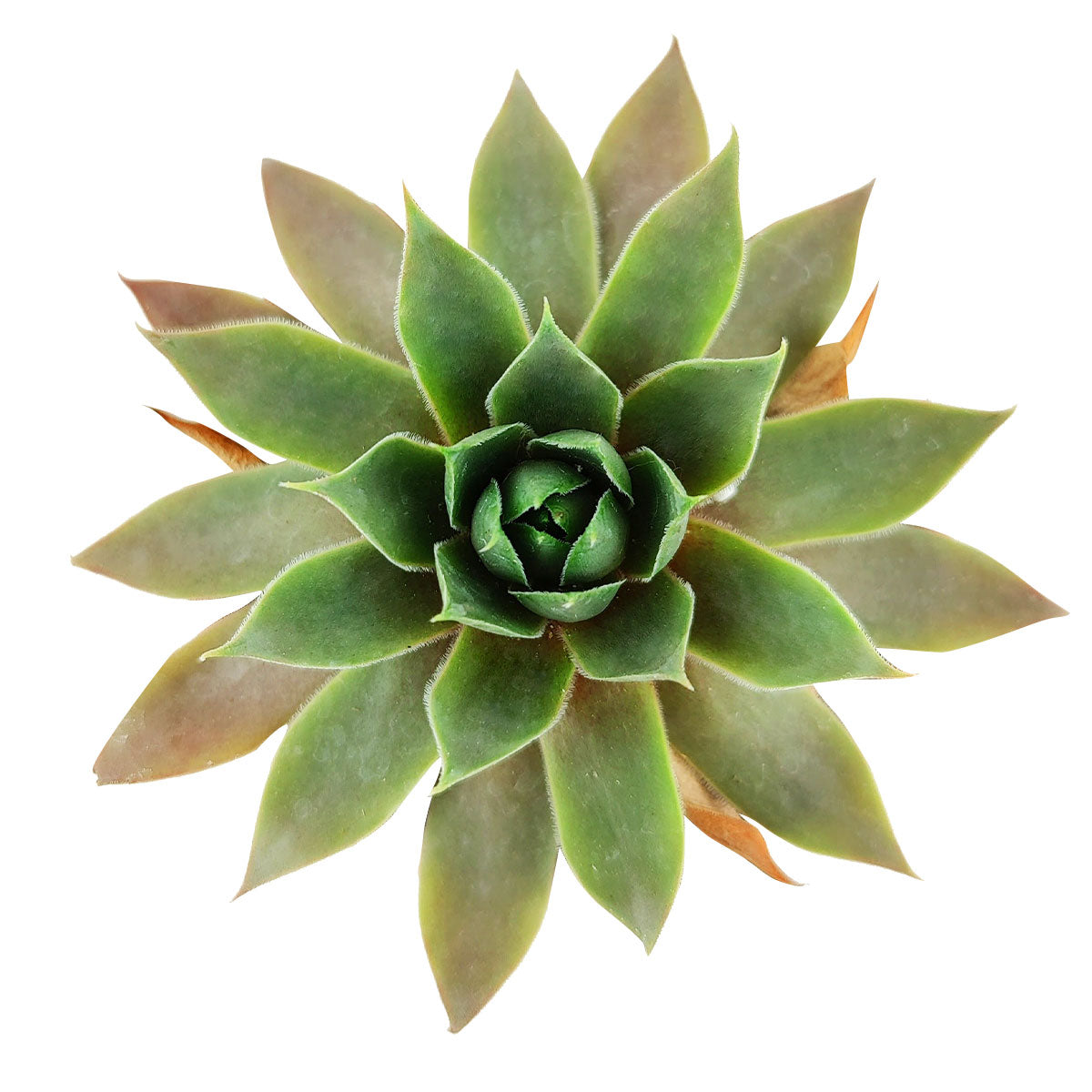 flamingo succulent Sempervivum Pink Flamingo | Pink Sempervivum for Sale