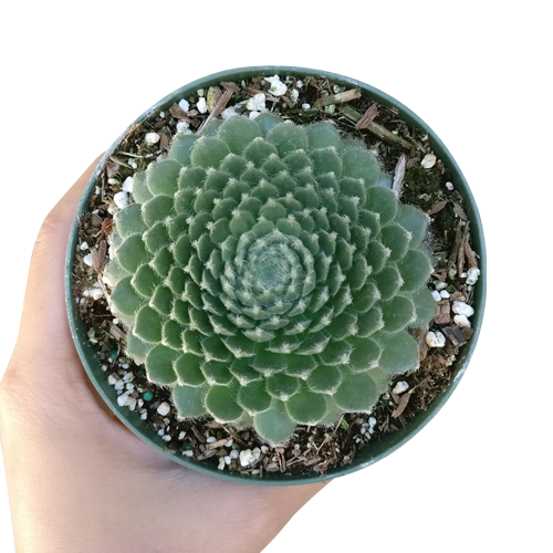 ciliosum hen and chicks, indoor succulents, Succulents shop near me, succulent subscription, Rare succulents, succulent care, how to grow succulents, succulents store in CA, monthly succulents, ciliosum hen and chicks in California, How to grow ciliosum hen and chicks. indoor succulents.