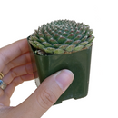 green succulent, succulent care, succulent plant, indoor succulents, Succulents, how to grow succulents, succulent care guide, succulent care tips, succulents store in CA, jade plant succulent in California, How to grow jade plant succulent. indoor succulents.