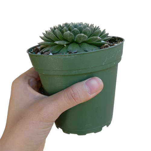 sempervivum ciliosum for sale, monthly succulents, Succulents shop near me, cactus, indoor succulents, Succulents, succulents shop in California, succulent subscription, succulents store in CA, sempervivum ciliosum in California, How to grow sempervivum ciliosum. indoor succulents.