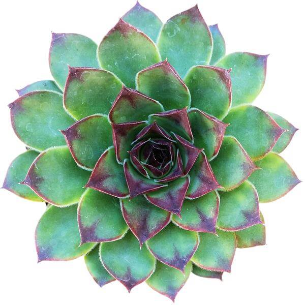 sempervivum mahogany for sale, succulent plant, succulent care guide, Rare succulents, succulent care tips, succulents shop in California, monthly succulents, how to grow succulents, cactus, sempervivum mahogany in California, How to grow sempervivum mahogany. indoor succulents.