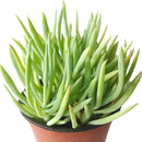 Senecio Cylindricus succulent Christmas decor ideas