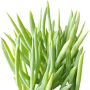 Senecio Cylindricus succulent Christmas decor ideas