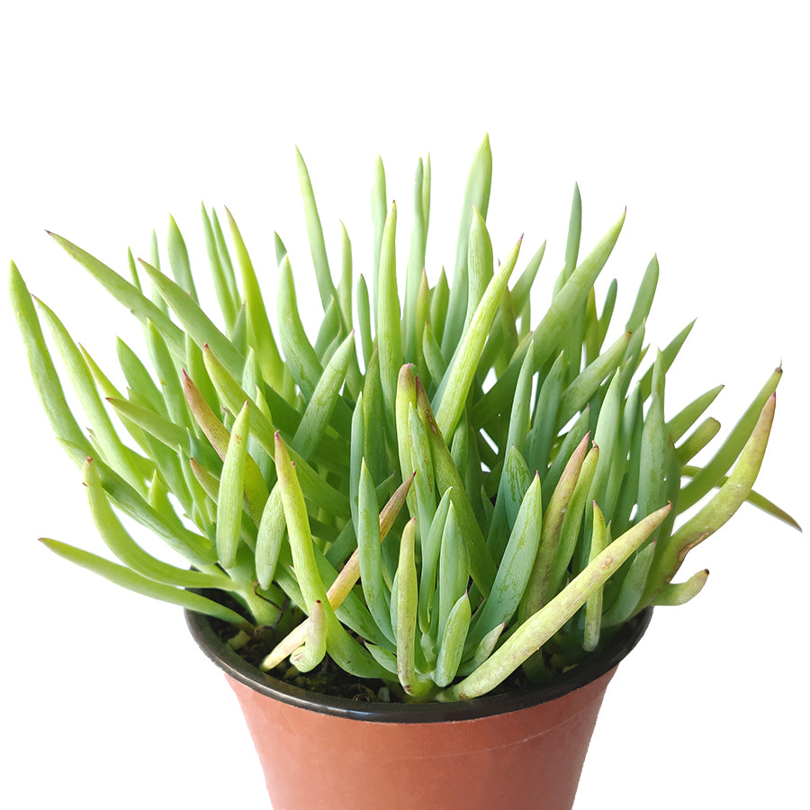 Senecio Cylindricus Succulent, Kleinia Cylindrica, Narrow-Leaf Chalksticks, Blue Chalk Fingers, Senecio Vitalis Plant