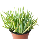 Senecio Cylindricus succulent Christmas decor ideas