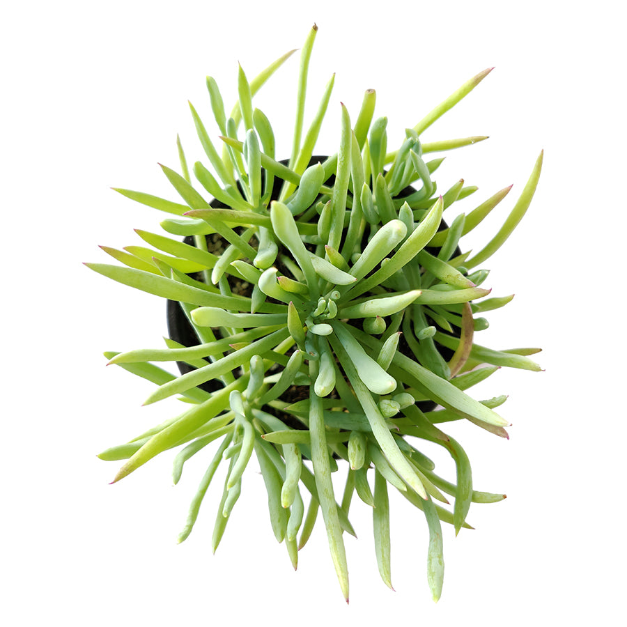 Senecio Cylindricus Succulent, Kleinia Cylindrica, Narrow-Leaf Chalksticks, Blue Chalk Fingers, Senecio Vitalis Plant