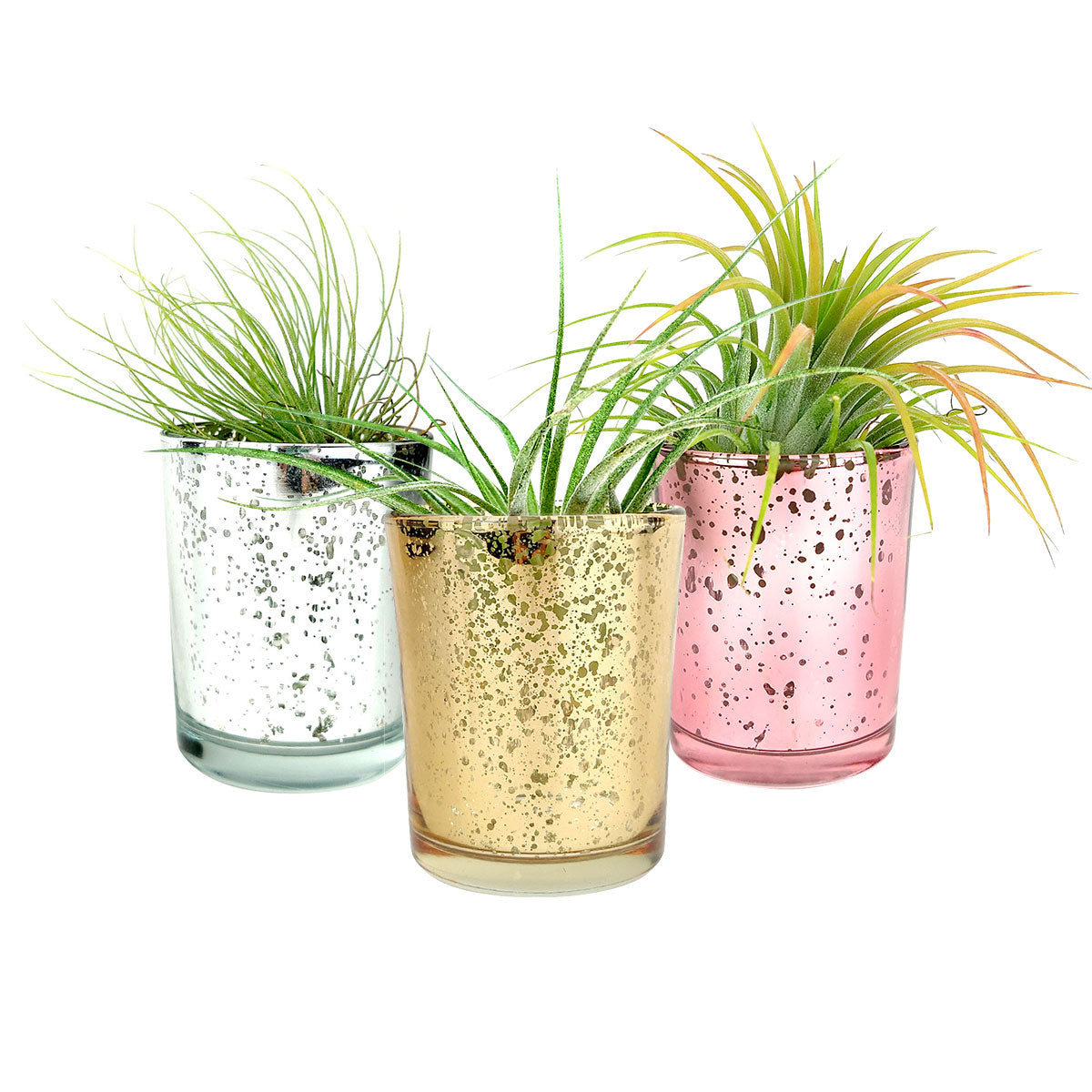 sparkly plant pot 3 Pack Mini Sparkly Pots for Air Plant