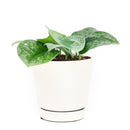 Silver Splash Pothos, pothos plant, houseplants for sale, live indoor plants