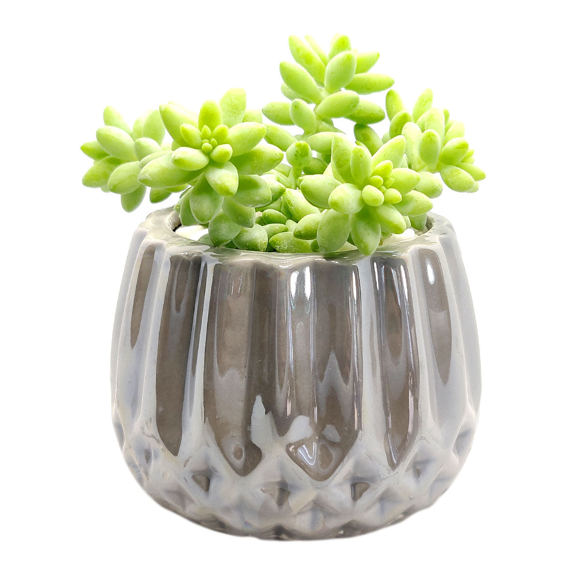 small silver pots for plants Silver Modern Geometric Pot | Succulent Pot for sale | Succulent Gifts