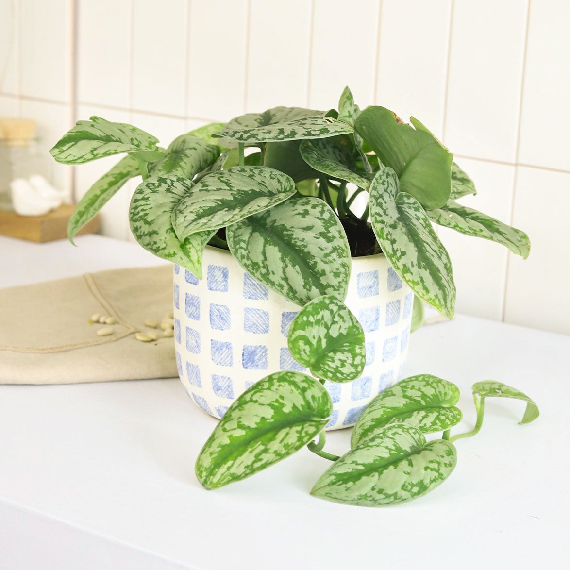 silver pothos nz Silver Splash Pothos, Scindapsus Pictus ‘Exotica’