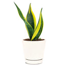Snake Plant Sansevieria Gold Flame, low light houseplant, best air-purifying plant, indoor houseplant for sale