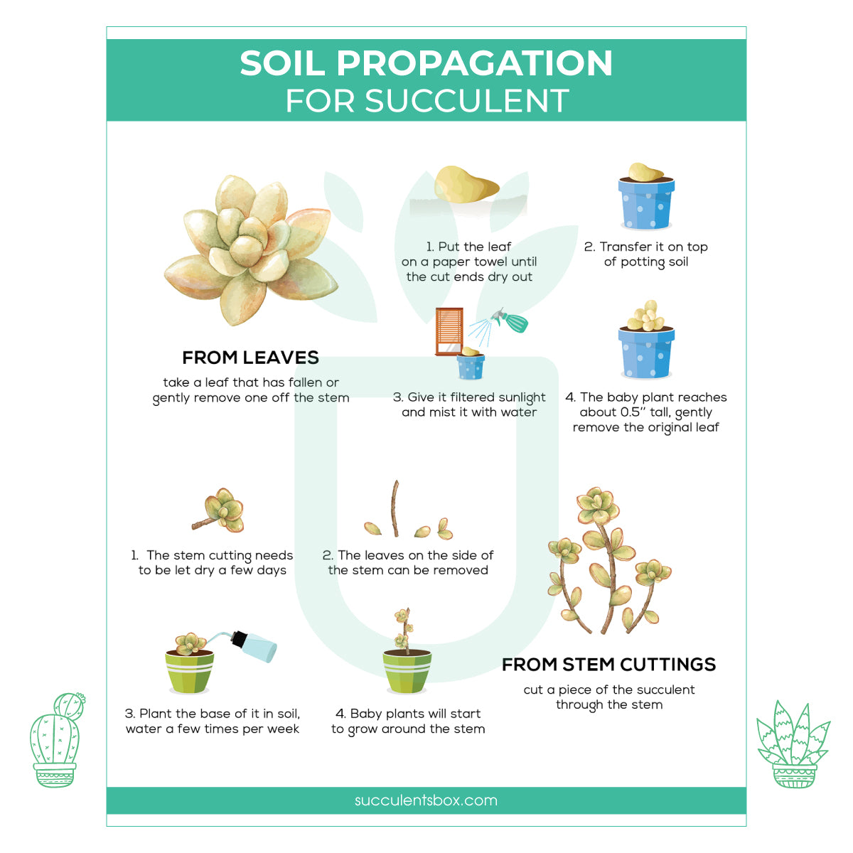 succulent care instructions printable free Free Printable Succulent Propagation Care Card | How to Propagate Succulent Plant from Leaves & Cuttings