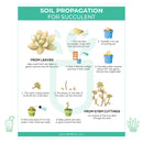 Printable: Succulent Propagation Cards