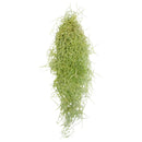 Spanish Moss Air Plant for sale, Tillandsia usneoides spanish moss plant, air plants gifts, air plants decoration, gift ideas for plant lovers, hanging spanish moss indoor, how to care spanish moss air plant, live spanish moss for sale