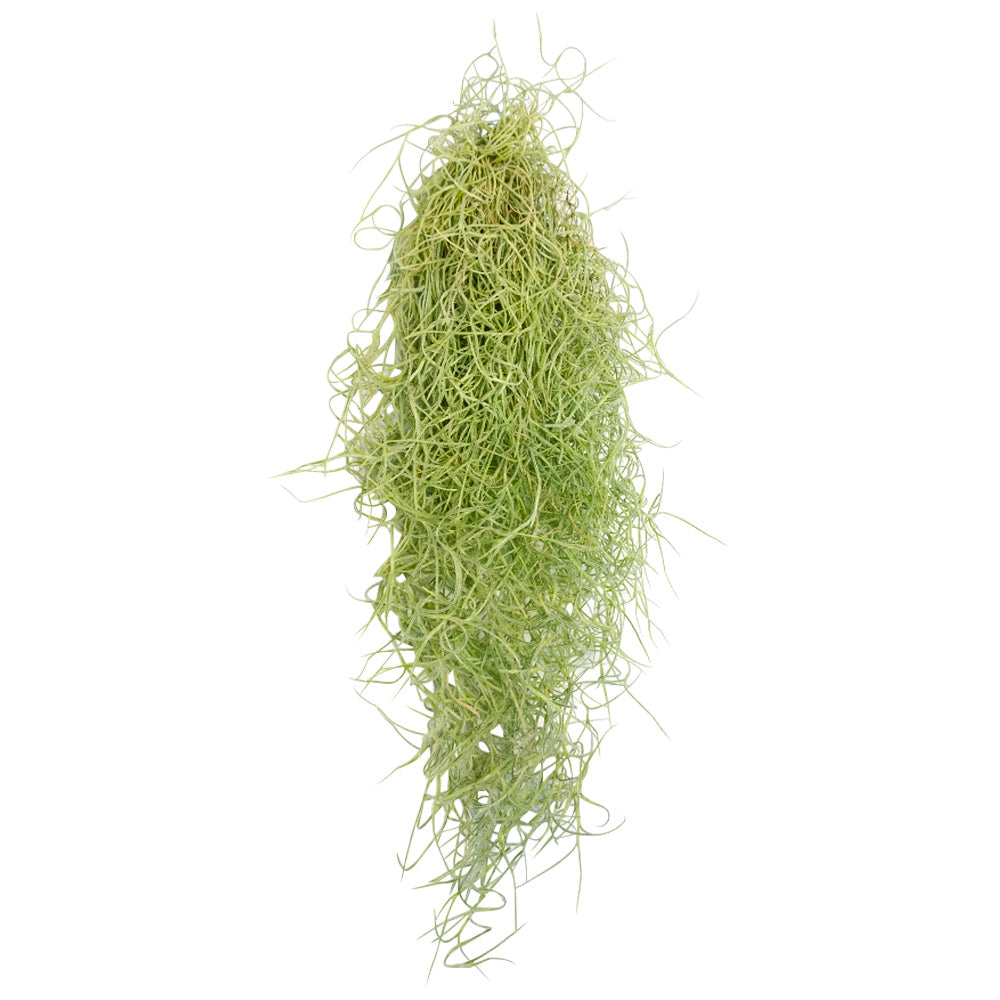 Spanish Moss Air Plant for sale, Tillandsia usneoides spanish moss plant, air plants gifts, air plants decoration, gift ideas for plant lovers, hanging spanish moss indoor, how to care spanish moss air plant, live spanish moss for sale