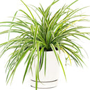 popular plant for home and officeSpider Plant Chlorophytum comosum, plant that can eliminate airborne toxins