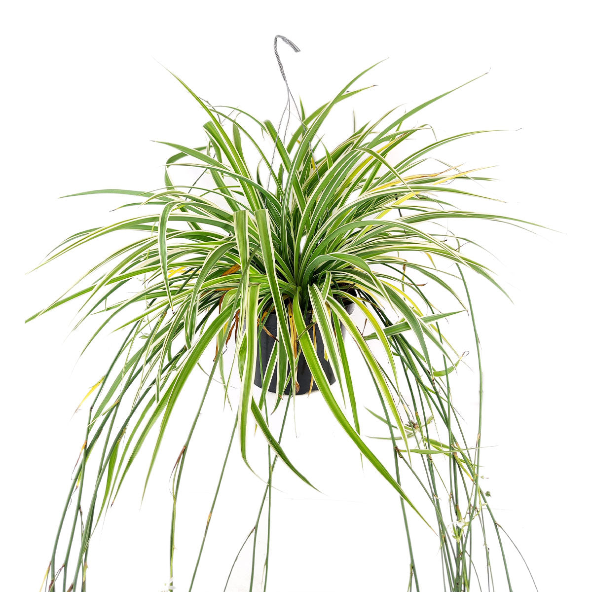 Spider Plant Chlorophytum comosum, trailing houseplants, easy care and low light houseplant, popular plant for home and office