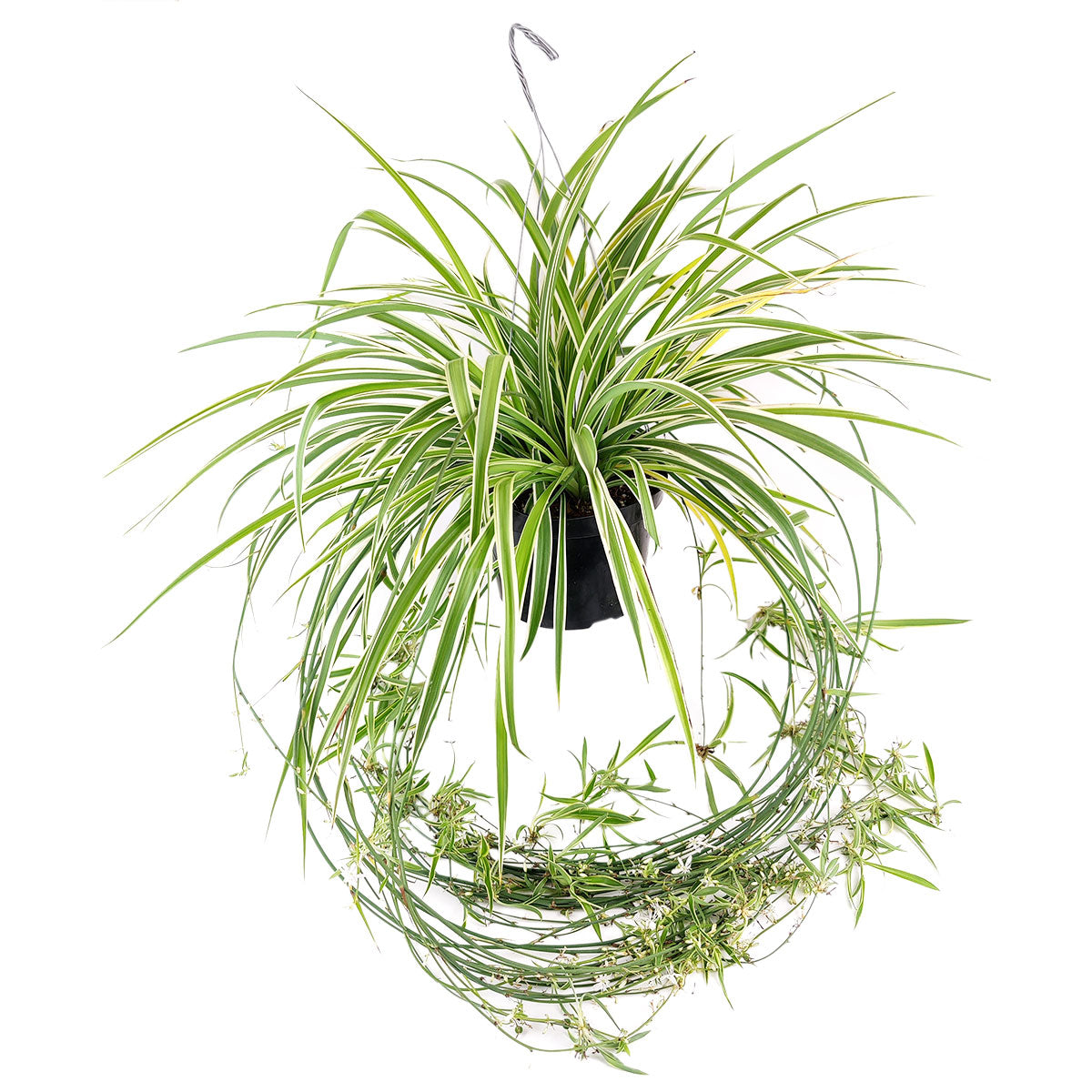 how to care for Spider Plant Chlorophytum comosum, resilient houseplant for beginners, best houseplant gift idea