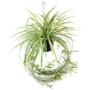 popular plant for home and officeSpider Plant Chlorophytum comosum, plant that can eliminate airborne toxins