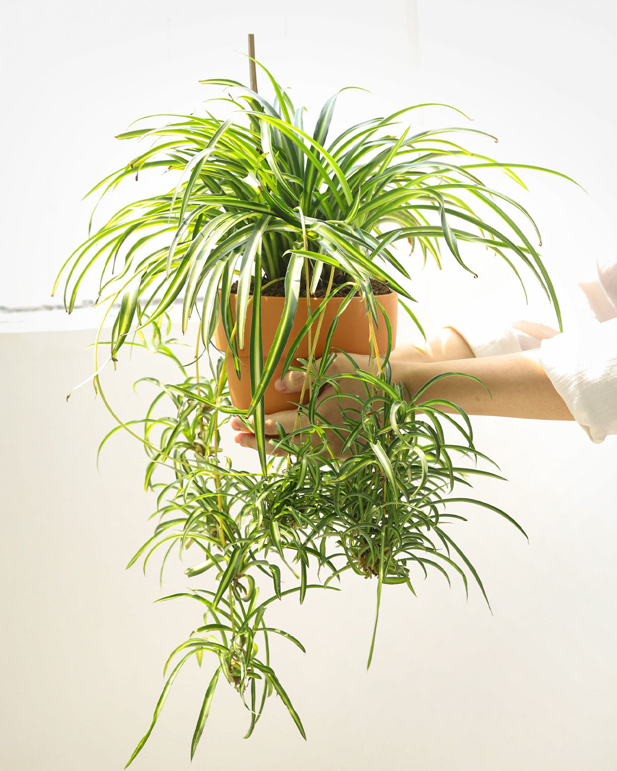 bonnie curly spider plant for sale Curly Spider Plant 'Bonnie' for Sale