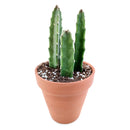 succulent for sale, rare succulents, rare succulents for sale, unique succulents, buy succulents online, rare succulent, succulent shop, unusual succulents, succulent store, succulents online