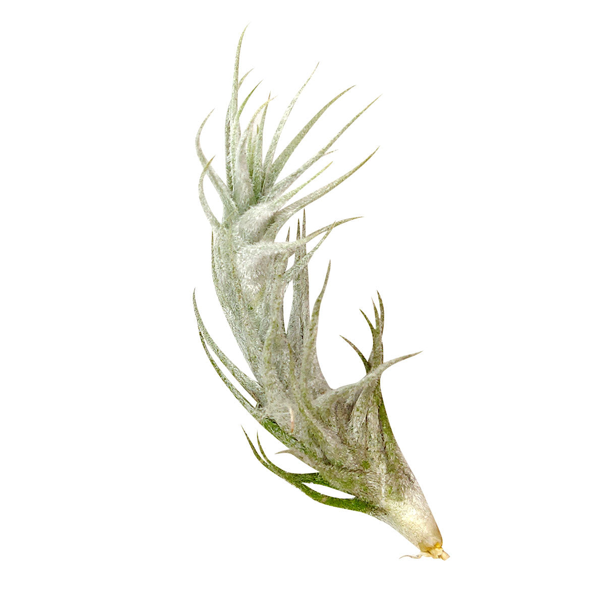 Tillandsia Stellifera air plant for sale, unique gift decor ideas, air plant subscription delivery monthly, Tillandsia Stellifera with air plant care guide, FishBone air plant, rare air plant
