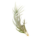Tillandsia Stellifera air plant for sale, unique gift decor ideas, air plant subscription delivery monthly, Tillandsia Stellifera with air plant care guide, FishBone air plant, rare air plant