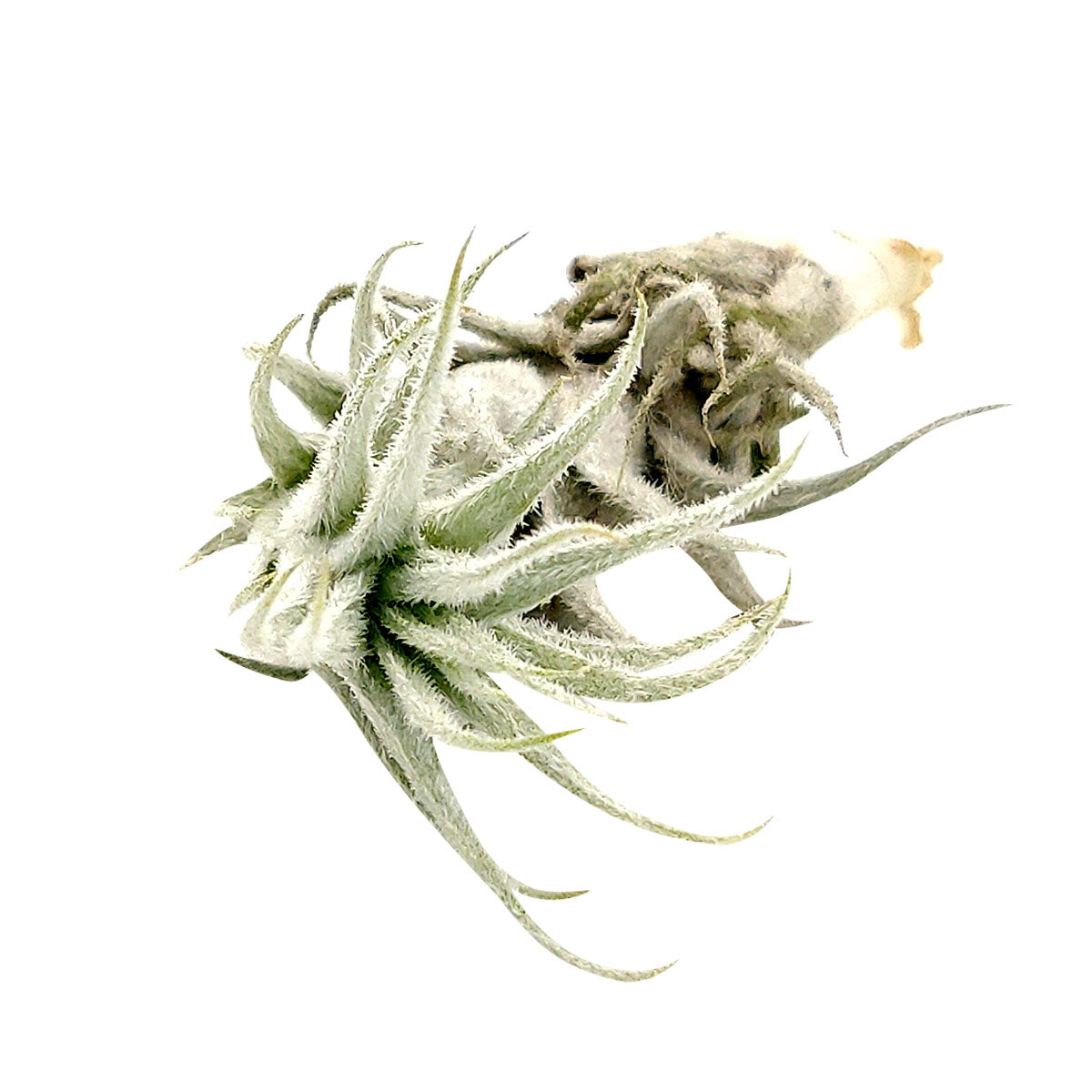 Tillandsia Stellifera air plant for sale, unique gift decor ideas, air plant subscription delivery monthly, Tillandsia Stellifera with air plant care guide, FishBone air plant, rare air plant