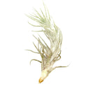 Tillandsia Stellifera air plant for sale, unique gift decor ideas, air plant subscription delivery monthly, Tillandsia Stellifera with air plant care guide, FishBone air plant, rare air plant