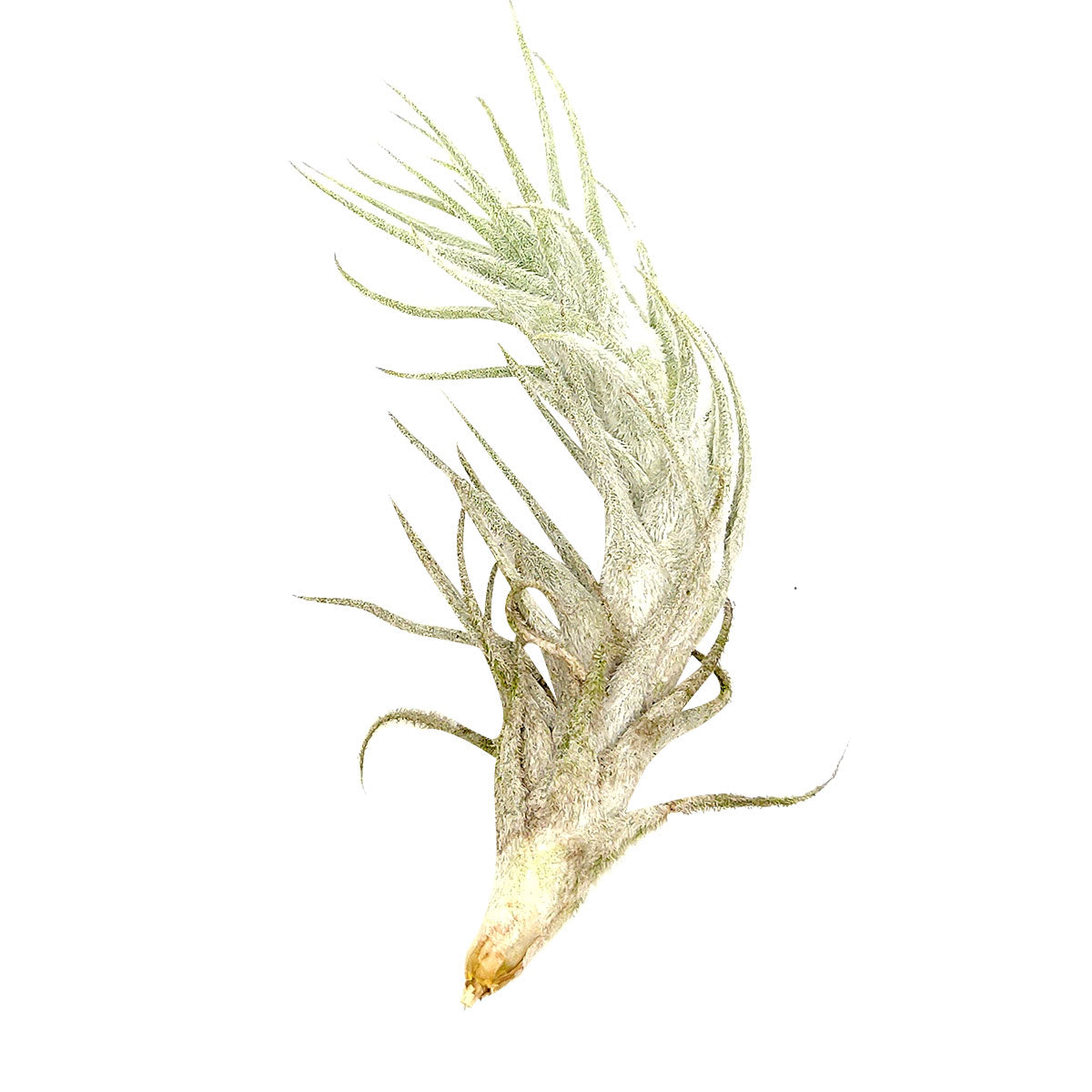 Tillandsia Stellifera air plant for sale, unique gift decor ideas, air plant subscription delivery monthly, Tillandsia Stellifera with air plant care guide, FishBone air plant, rare air plant