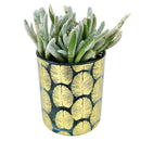 Pot for sale, Mini pot for succulent, Succulent pot decor ideas, Strelitzia Pot, Flower pot for sale, glass pots for planting, succulent gift for holiday