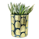 Pot for sale, Mini pot for succulent, Succulent pot decor ideas, Strelitzia Pot, Flower pot for sale, glass pots for planting, succulent gift for holiday