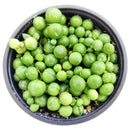 String of Pearls care guide, string of pearls for sale, indoor succulents, succulent plant, easy to care indoor plant, how to grow string of pearls, string of pearls in california