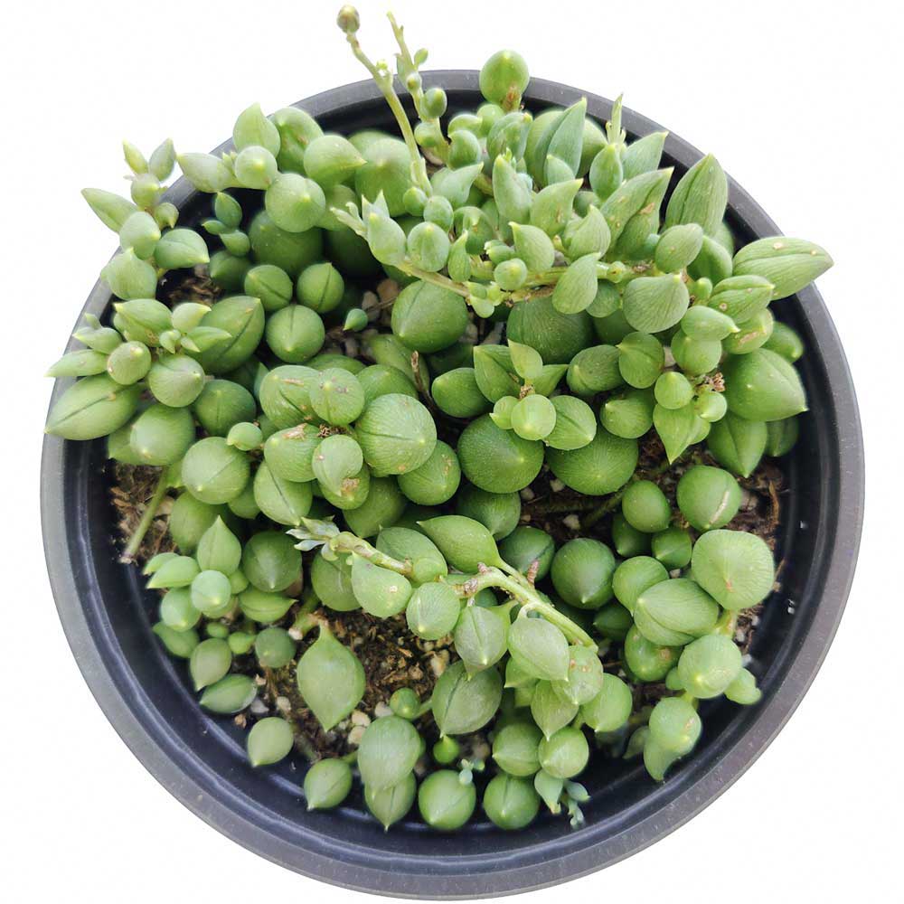 weeping succulent plant String of Tears Senecio Herreianus 2 inch by Succulents Box