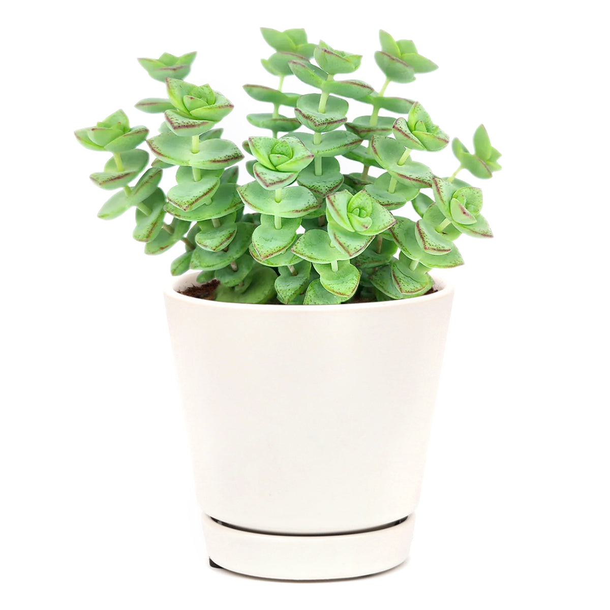 marble buttons succulent String of Buttons Crassula perforata