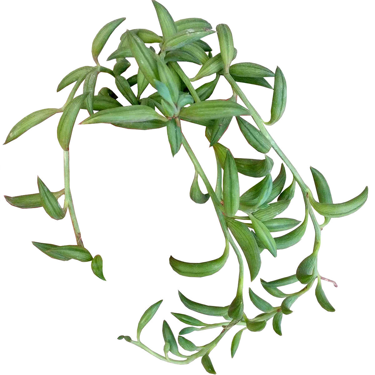 succulent plant string of bananas Senecio String of Bananas