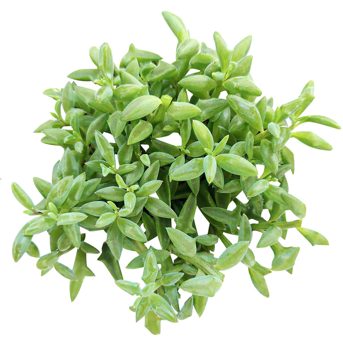 dolphin succulent where to buy String of Dolphins Succulent For Sale