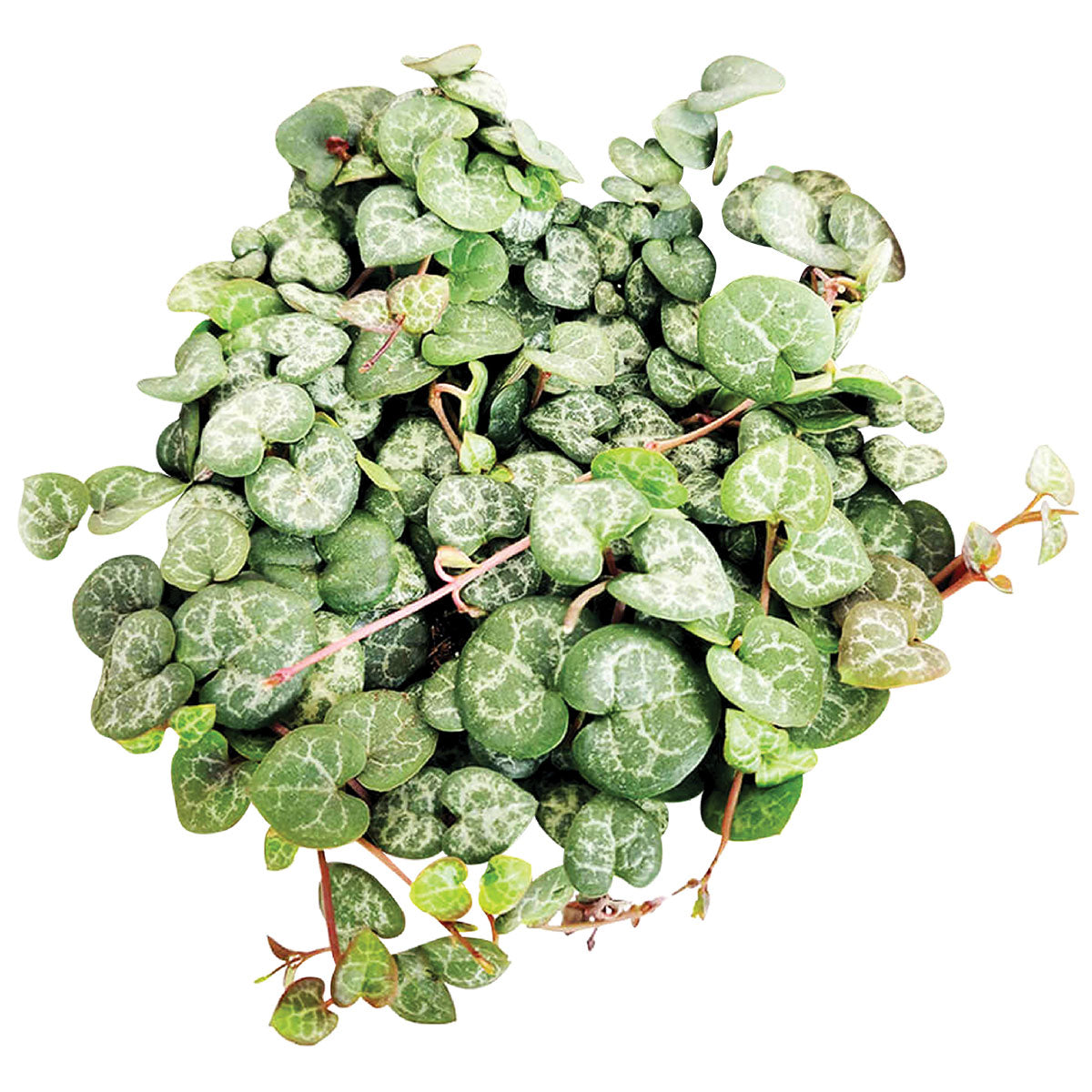 String of hearts succulent care, succulent care tips, succulent plant, succulent subscription, cactus, succulents garden, indoor succulents, succulent care guide, Rare succulents, String of hearts succulent in California, How to grow String of hearts succulent, string of hearts, string of hearts plant, variegated string of hearts, string of hearts care, chain of hearts, chain of hearts plant, string of heart, string of hearts variegated, string of hearts propagation, how to propagate string of hearts