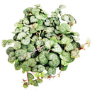 succulent care guide, Rare succulents, String of hearts succulent in California, How to grow String of hearts succulent, string of hearts, string of hearts plant, variegated string of hearts